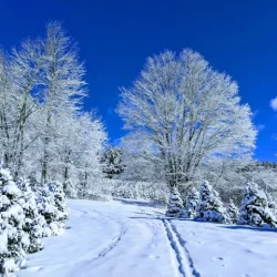 Blue sky and trees with snow