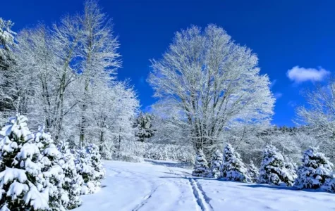 Blue sky and trees with snow