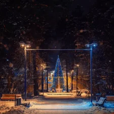 Christmas trees in the park