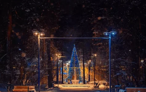 Christmas trees in the park