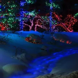 Trees with coloured lights