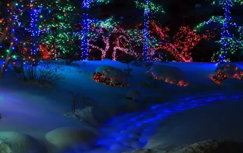 Trees with coloured lights