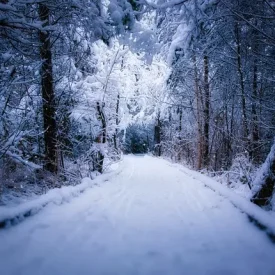 Trees with snow