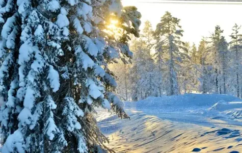 Forest with snow and sunshine