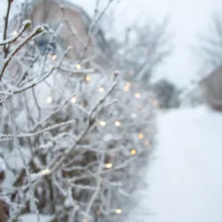 White lights on branches