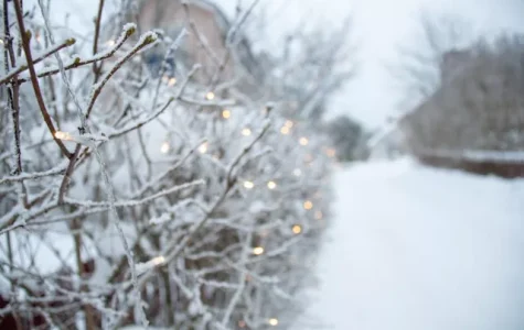 White lights on branches