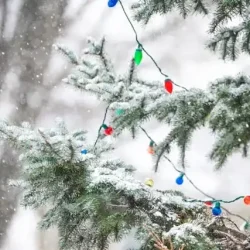 Outdoor tree with lights