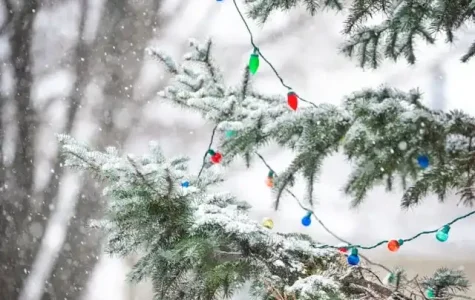 Outdoor tree with lights