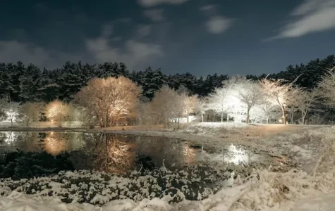 Trees with snow