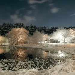 Trees with snow